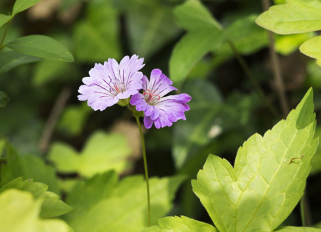 Geranium nodosum
